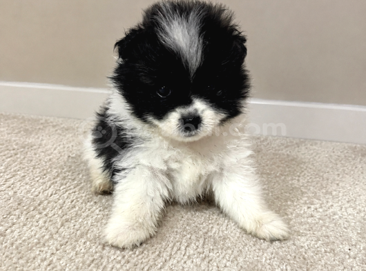 Kuşadasında Panda Pomeranian Yavrusu görsel