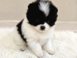Kuşadasında Panda Pomeranian Yavrusu
