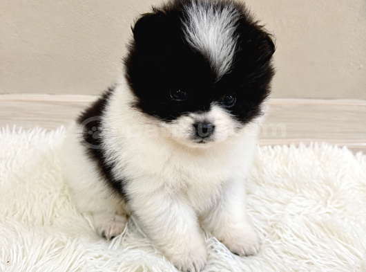 Kuşadasında panda Pomeranian Yavrusu