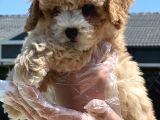 Maltipoo Bebeklerimiz