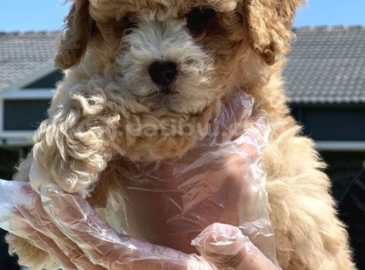 Maltipoo Bebeklerimiz görsel