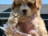 Maltipoo Bebeklerimiz