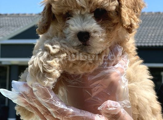 Maltipoo Bebeklerimiz