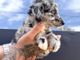 Merle Border Collie Bebekleri Maşallah Alırız