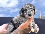 Merle Border Collie Bebekleri Maşallah Alırız