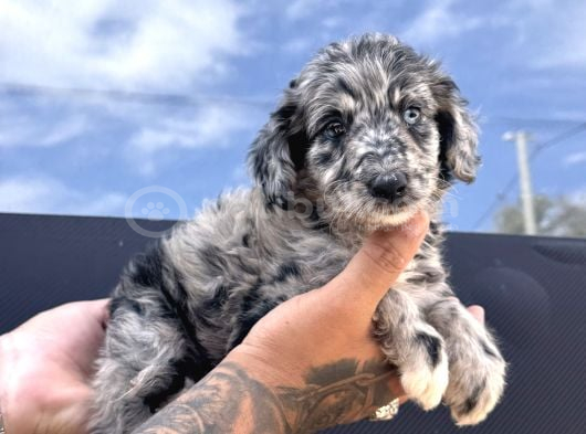 Merle Border Collie Bebekleri Maşallah Alırız görsel