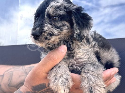 Merle Border Collie Bebekleri Maşallah Alırız görsel