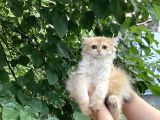 Safkan By12 Ve Ny12 Dişi Yavrular