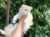 Safkan By12 Ve Ny12 Dişi Yavrular