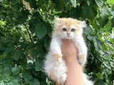 Safkan By12 Ve Ny12 Dişi Yavrular