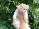 Safkan By12 Ve Ny12 Dişi Yavrular