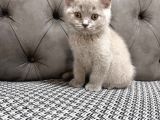 British Shorthair Lilac Ve Gri Topaç Kafa