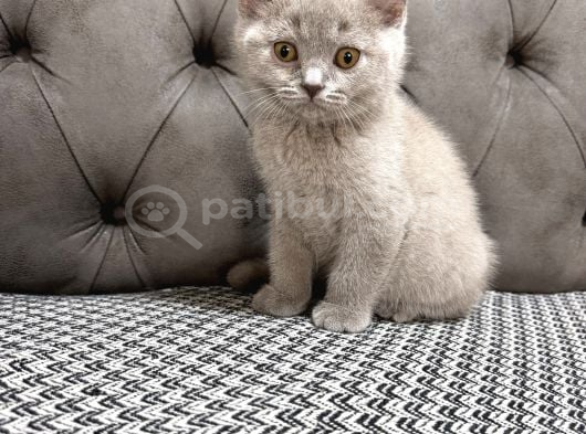 British Shorthair Lilac Ve Gri Topaç Kafa görsel