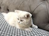 British Shorthair Lilac Ve Gri Topaç Kafa