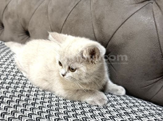 British Shorthair Lilac Ve Gri Topaç Kafa görsel