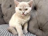 British Shorthair Lilac Ve Gri Topaç Kafa