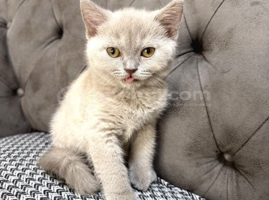 British Shorthair Lilac Ve Gri Topaç Kafa görsel