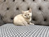 British Shorthair Lilac Ve Gri Topaç Kafa