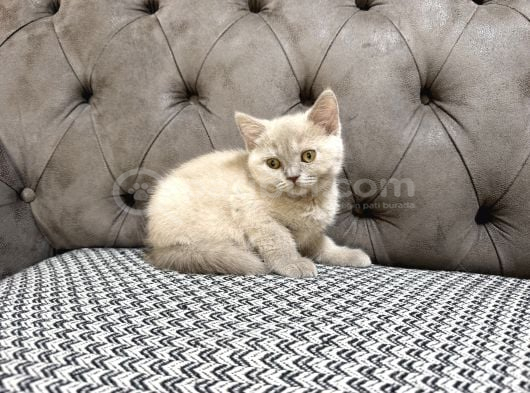 British Shorthair Lilac Ve Gri Topaç Kafa görsel