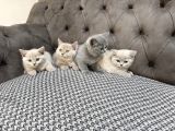 British Shorthair Lilac Ve Gri Topaç Kafa