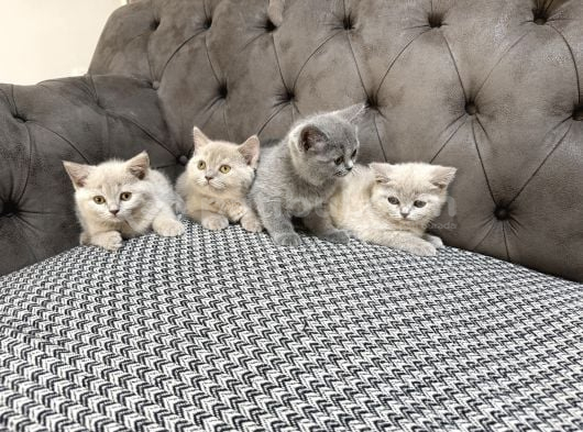 British Shorthair Lilac Ve Gri Topaç Kafa