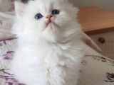 British Longhair