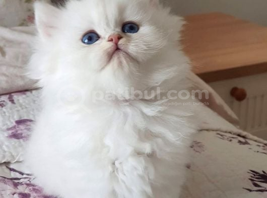 British Longhair