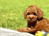 Irk Ve Sağlik Garanti̇li̇ Poodle Bebekleri̇mi̇z