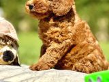 Irk Ve Sağlik Garanti̇li̇ Poodle Bebekleri̇mi̇z
