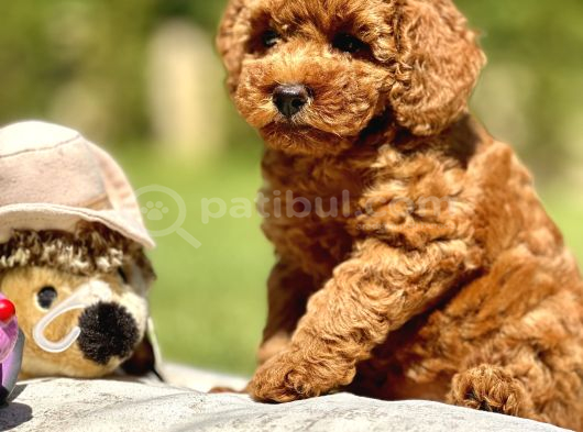 Irk Ve Sağlik Garanti̇li̇ Poodle Bebekleri̇mi̇z görsel