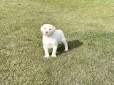 Süper Kali̇te Labrador Retri̇ever Yavrulari