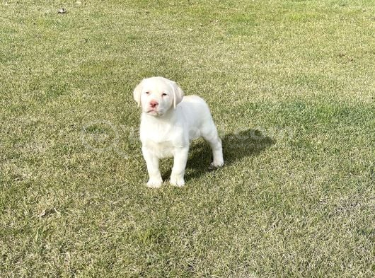 Süper Kali̇te Labrador Retri̇ever Yavrulari görsel
