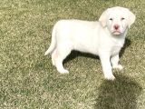 Süper Kali̇te Labrador Retri̇ever Yavrulari