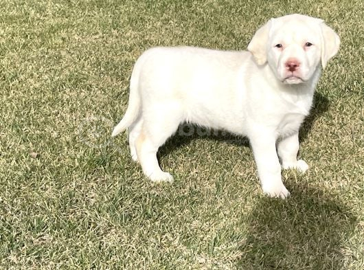 Süper Kali̇te Labrador Retri̇ever Yavrulari