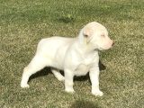Süper Kali̇te Labrador Retri̇ever Yavrulari