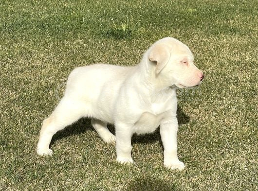 Süper Kali̇te Labrador Retri̇ever Yavrulari görsel