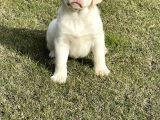 Süper Kali̇te Labrador Retri̇ever Yavrulari