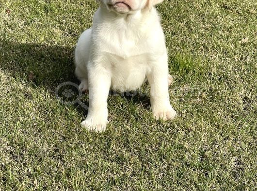 Süper Kali̇te Labrador Retri̇ever Yavrulari görsel