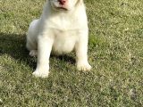 Süper Kali̇te Labrador Retri̇ever Yavrulari