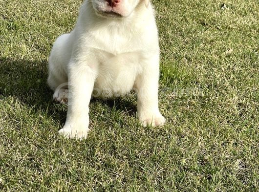 Süper Kali̇te Labrador Retri̇ever Yavrulari görsel