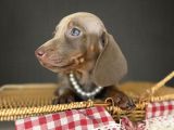Dachshund Yavrularımız