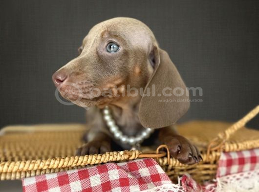 Dachshund Yavrularımız