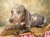 Dachshund Yavrularımız