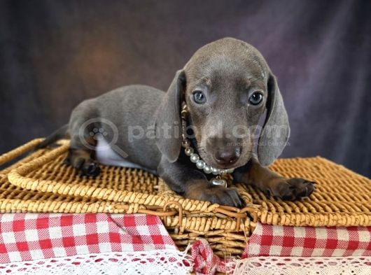 Dachshund Yavrularımız görsel