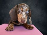 Dachshund Yavrularımız
