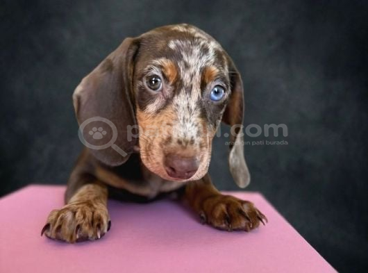 Dachshund Yavrularımız görsel