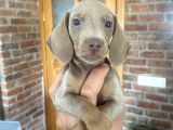 Dachshund Yavrularımız