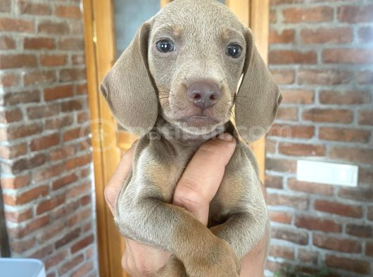 Dachshund Yavrularımız görsel