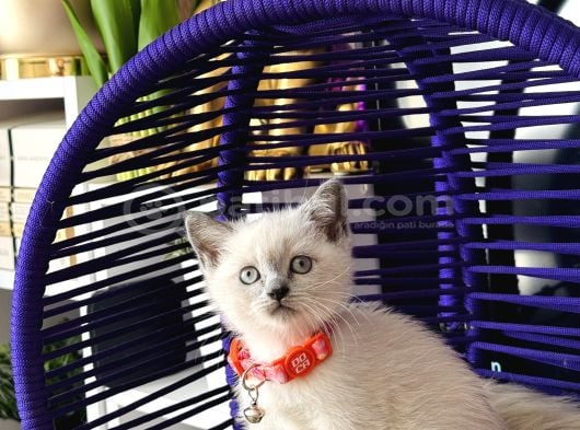 Safkan British Shorthair Yavrular görsel