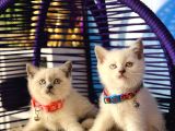 Safkan British Shorthair Yavrular